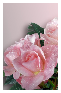 DF35T 064  Bouquet Of Roses Pink